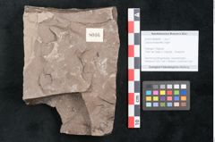 Foto (Objekt + Etikett) von Cassia phaseolites Unger (NHMW-GEO-2024-0188-8046)